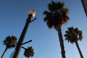Palmen in San Diego