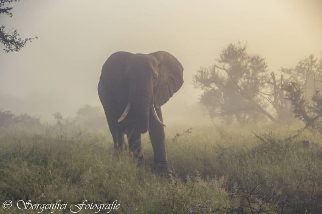 Elefant in Afrika